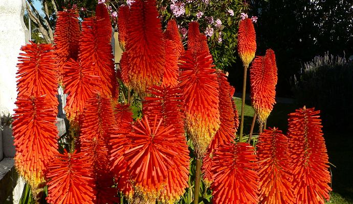  Red hot poker